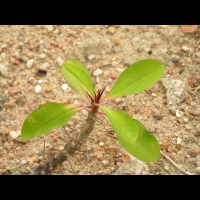 Euphorbe - Euphorbia Milli - Euphorbia Splendens (fam Euphorbiacees) (Madagascar) (03)